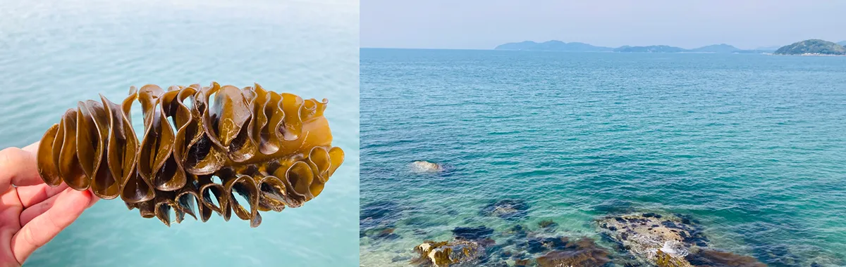 フコイダンについて