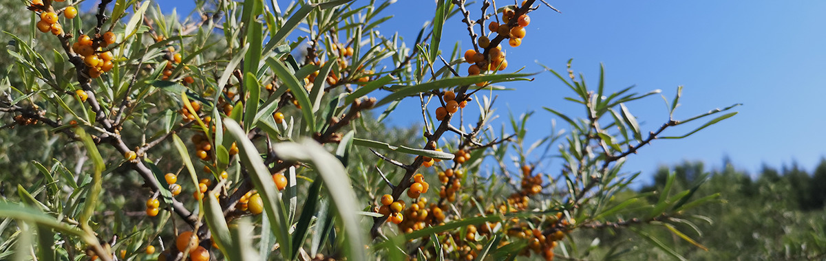 原料へのこだわり